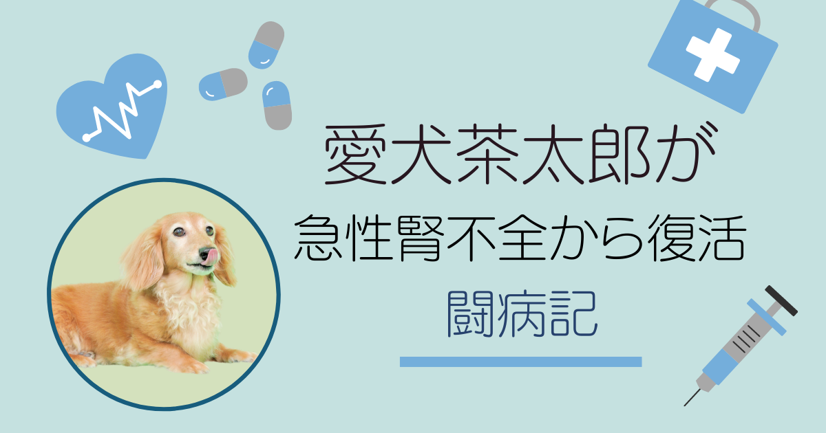 愛犬茶太郎が急性腎不全から復活した闘病記のアイキャッチ画像